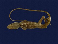 藏品(斯文豪氏攀蜥)的圖片